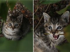 "Schon die kleinste Katze ist ein Meisterwerk"