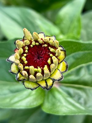 Schon die Knospen gefallen mir…..