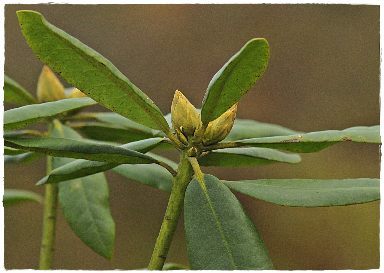 Schon die Knospen zu sehen