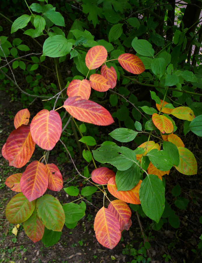 Schon erste Herbstboten?