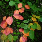 Schon erste Herbstboten?