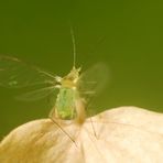 schon etwas abgehoben ... - geflügelte blattlaus