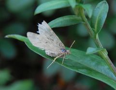 Schon etwas "gerupft" - Unbestimmter Schmetterling