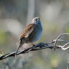 Schon ewig nicht mehr in unserm Garten, leider