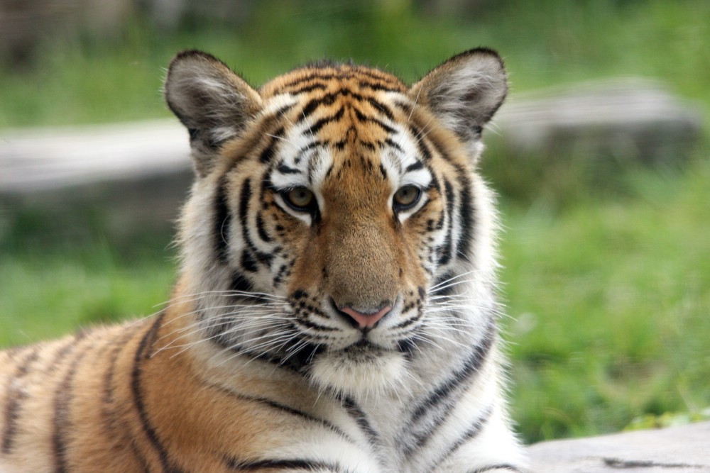 Schon fast ein großes Tigermädchen