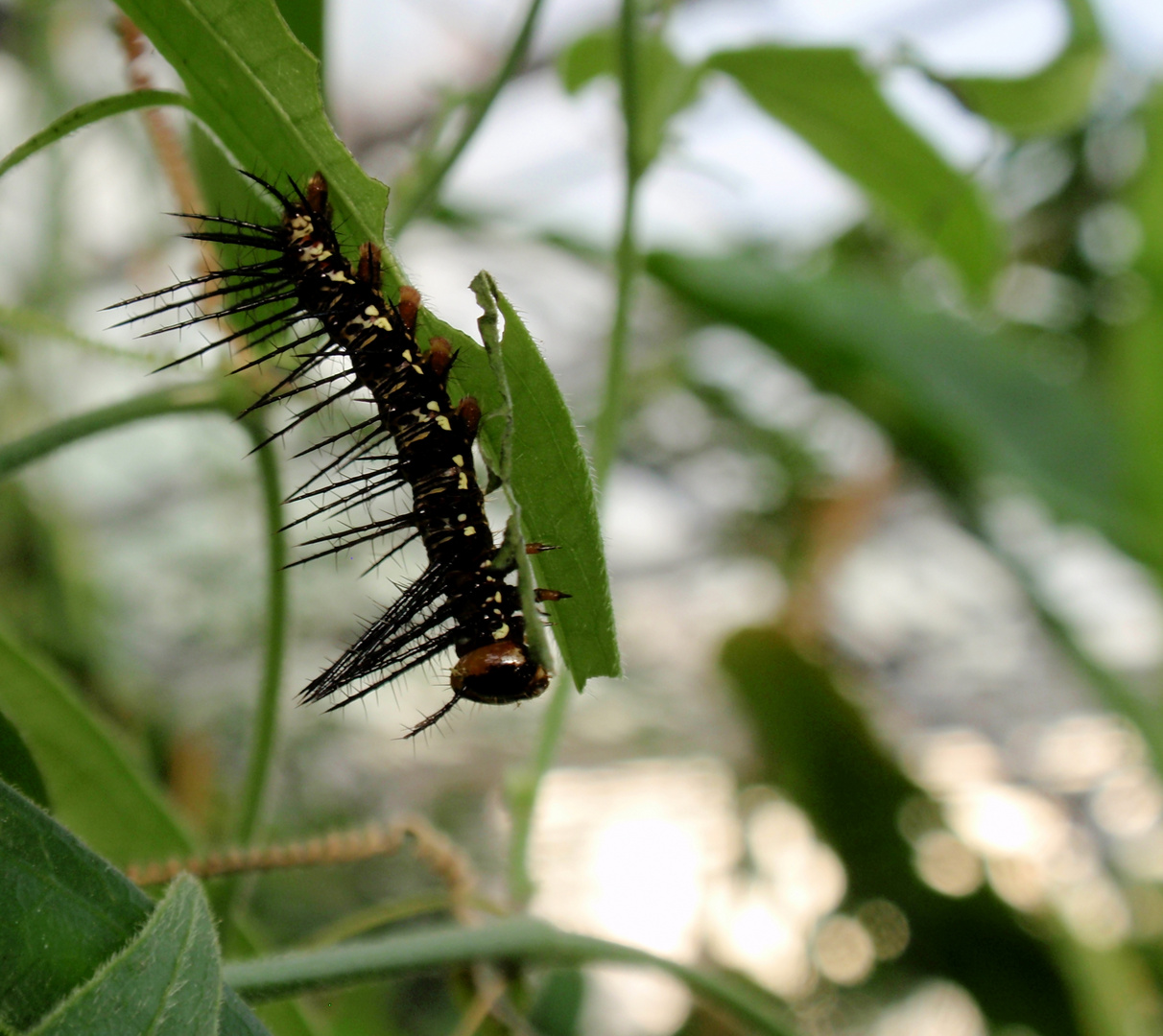 Schon fast ein Schmetterling ;-)