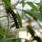 Schon fast ein Schmetterling ;-)