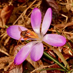 Schon fast leergesammelt sind die Staubfäden bei diesem Krokus, . . .