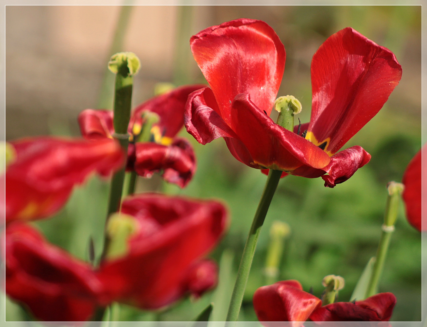 Schon fast verblühte Tulpen