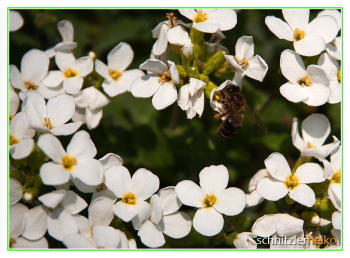 schon fleißiges Bienchen