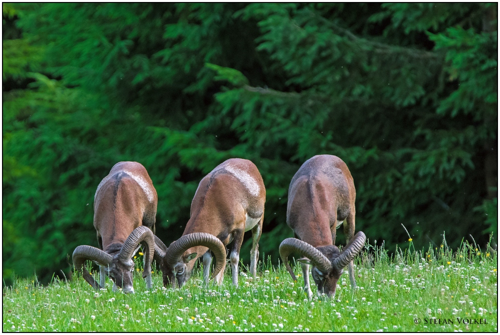 Schon früh kamen die Muffelwidder zur Wildwiese