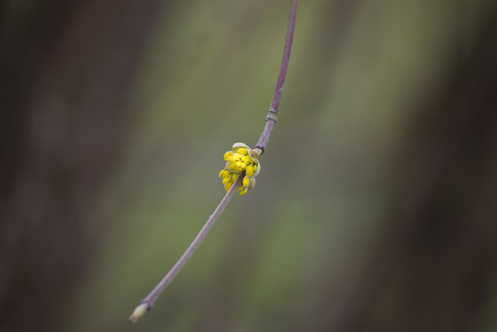 Schon Frühling?