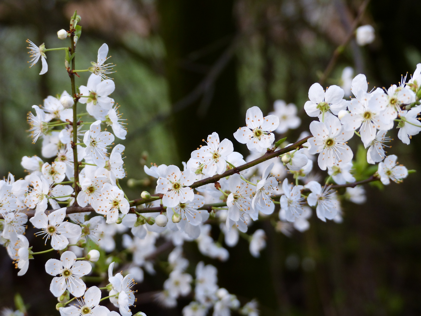 Schon Frühling ?