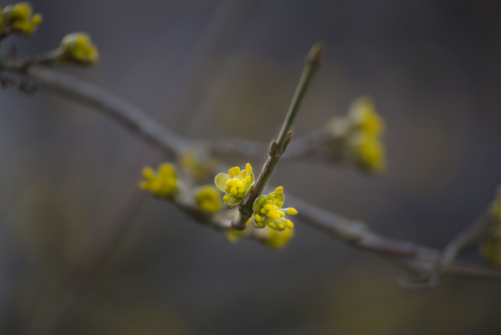 Schon Frühling?