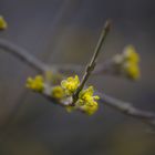 Schon Frühling?