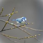 Schon Frühling?