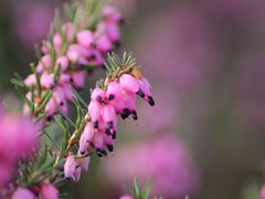 schon frühling...welche name rat mal...