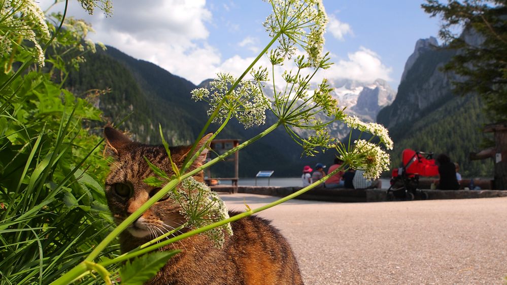 "Schon geseh'n? miau... das Dachsteinmasiv!"