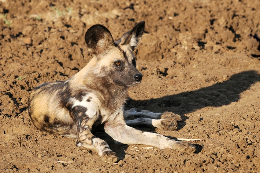 Schon heute eine Rarität - Wild dog