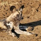 Schon heute eine Rarität - Wild dog