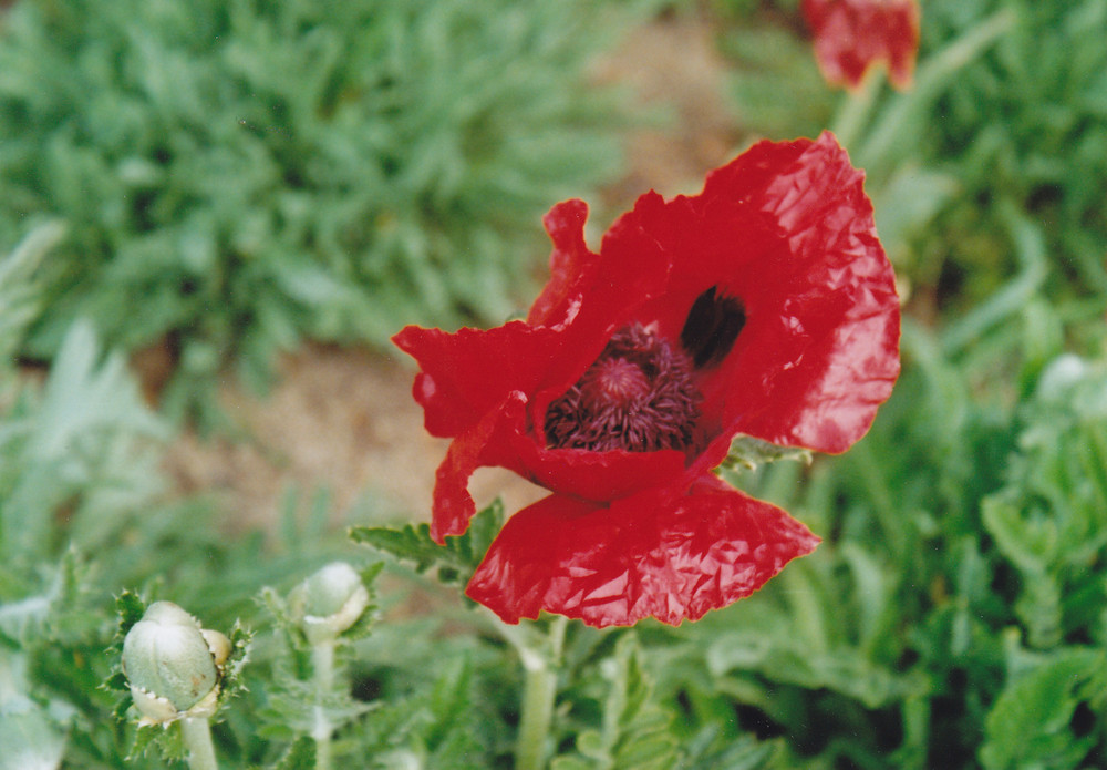 schon im Mai eine Mohnblüte