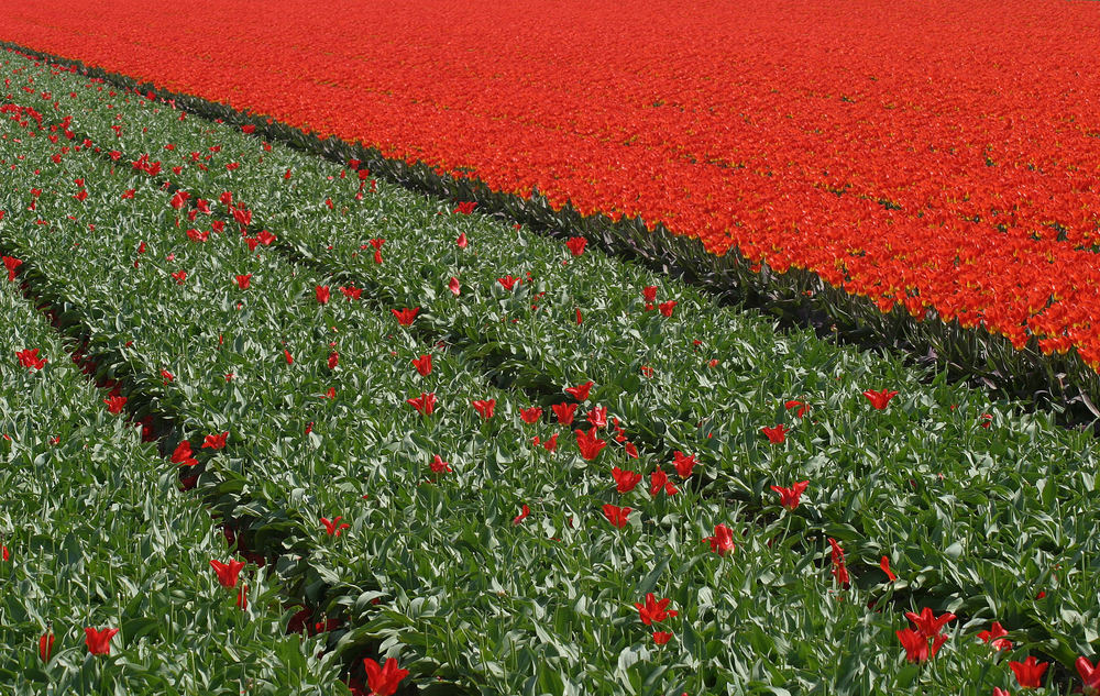 Schon in Blumenstand...