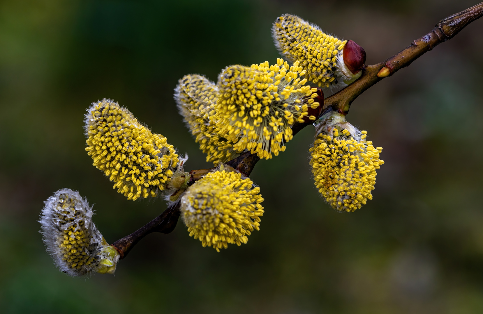 Schon in Vollblüte