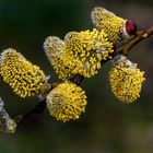 Schon in Vollblüte