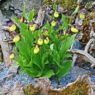 Schon jetzt denke ich an Cypripedium Calceolus, den Frauenschuh...