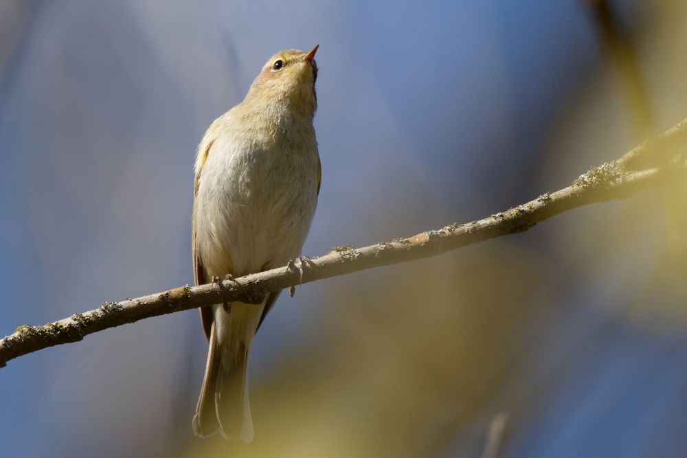 Schon länger wieder da: Zilpzalp (Phylloscopus collybita), auch Weidenlaubsänger