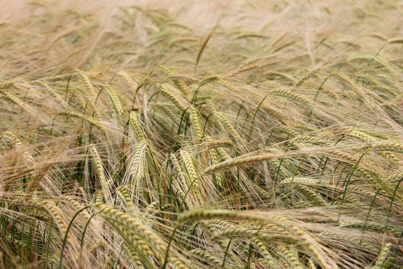 schon lang´ keine Natur mehr.