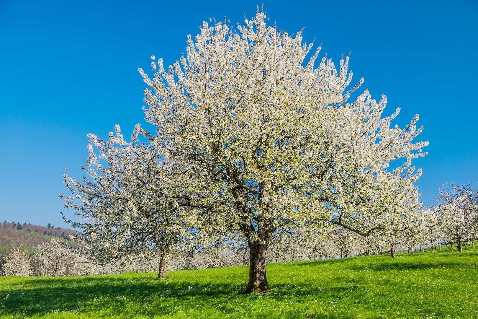 Schon leicht über die Vollkirschblüte hinaus