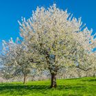 Schon leicht über die Vollkirschblüte hinaus