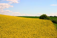 Schon mal ein kleiner Vorgeschmack auf Frühling