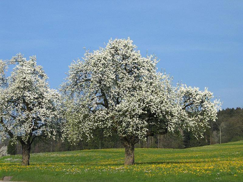 Schon mal einen Baumwollbaum gesehen?