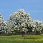 Schon mal einen Baumwollbaum gesehen?