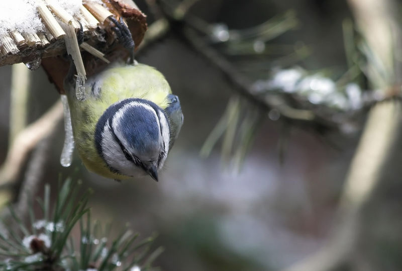 Schon mal gesehen? Fledermaus-Meise !