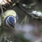 Schon mal gesehen? Fledermaus-Meise !