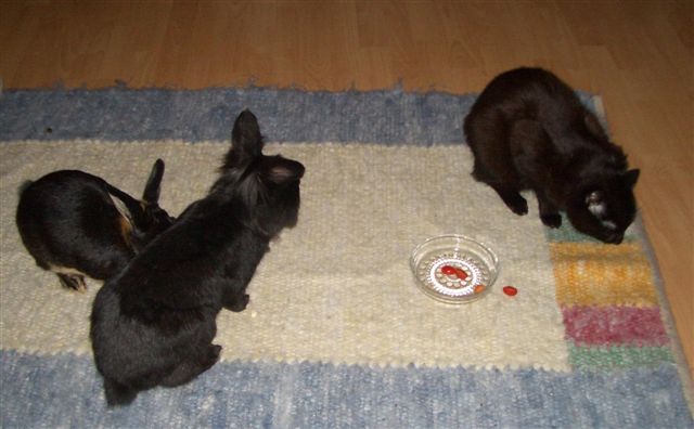 schon mal nen tomatenfressenden kater gesehen?