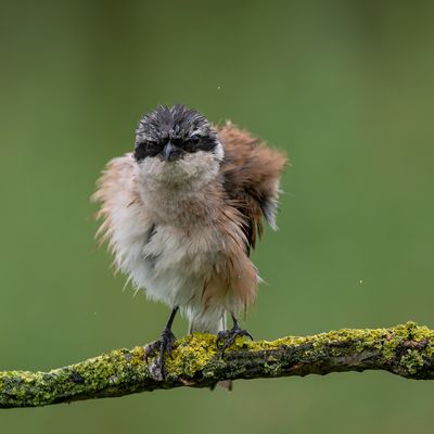 Schon mal richtig trockenschütteln