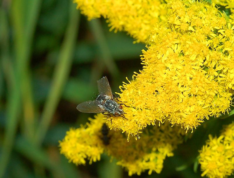 Schon mal von ner Blume gefallen?