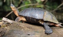 Schon mit einem Krokodil Bekanntschaft gemacht!