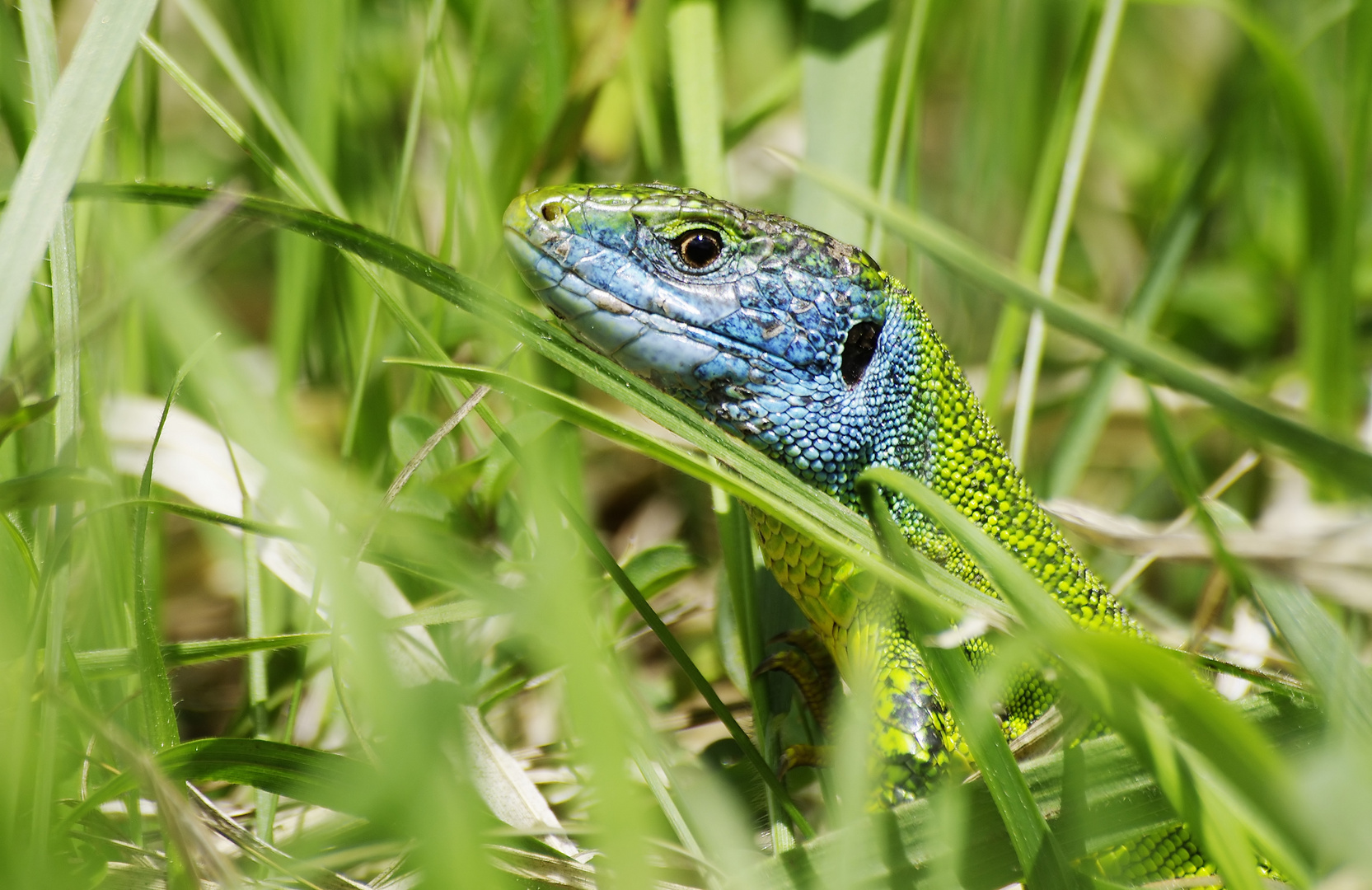 Schon Mittags total blau - Smaragdeidechse