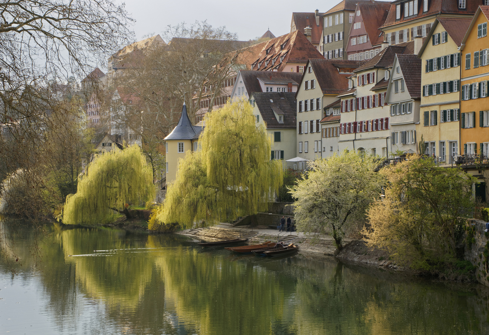 schon oft gesehen Foto & Bild | bäume, frühling, altstadt Bilder auf