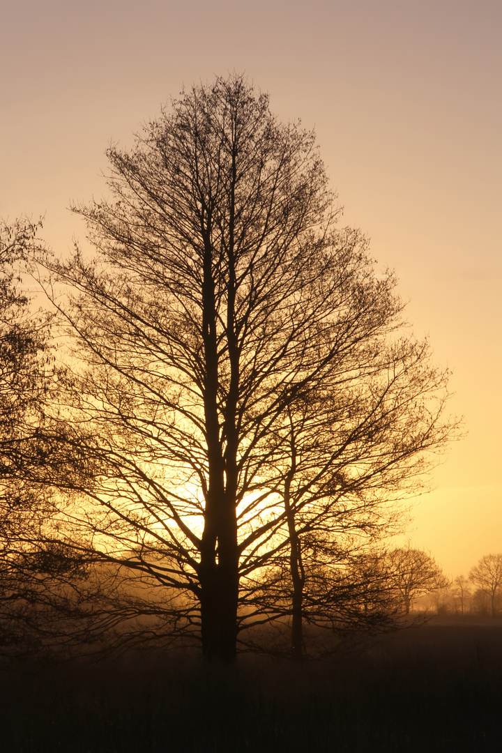 schon ohne Blätter - without foliage