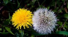 Schon so früh im Jahr zwei Blüten-Phasen zusammen 