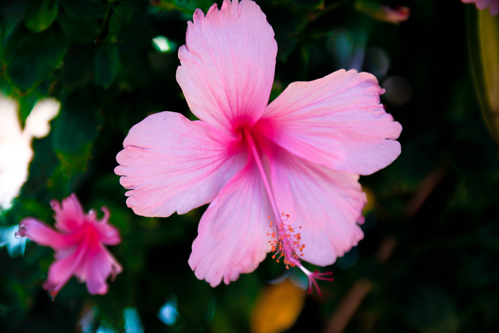 Schon wieder Blumen