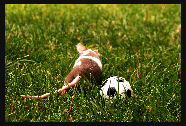 Schon wieder den 11 Meter verschossen. Keine Lust mehr auf Fußball...