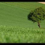 Schon wieder der "Kurvenbaum"