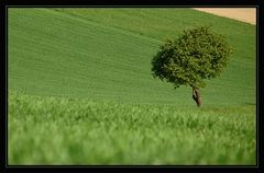 Schon wieder der "Kurvenbaum"